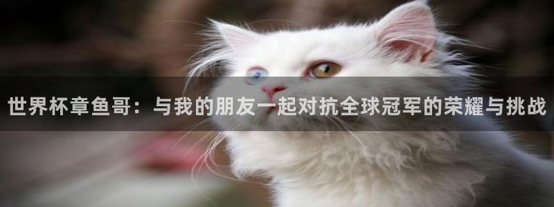 世界杯亚洲区预选赛：世界杯章鱼哥：与我的朋友一起对抗全球冠军的荣耀与挑战